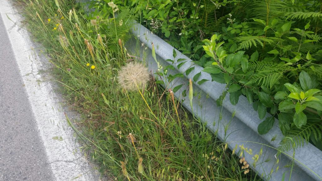 Soffione grande:  Tragopogon pratensis (cfr.)